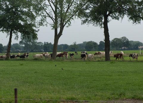 Het Achterste Loo foto 2