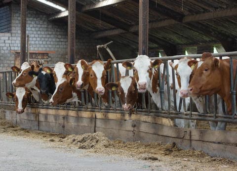 Het Achterste Loo foto 6