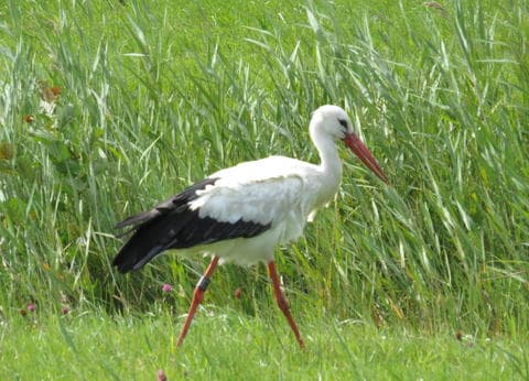 Agro-camping Ormsby Field foto 8