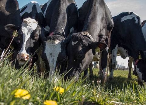 Agro-camping Ormsby Field foto 5