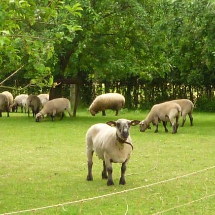 Hof van Autriche foto 9