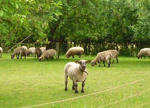 Hof van Autriche foto 5