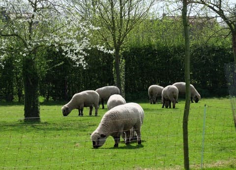 Hof van Autriche foto 6