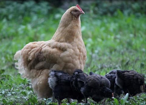 Hof van Autriche foto 7