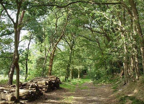 De Berkebomen foto 2