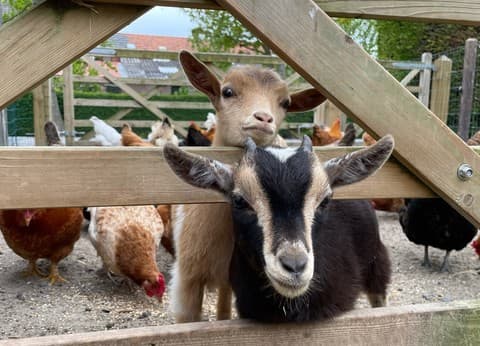 Minicamping De Catshoek foto 3