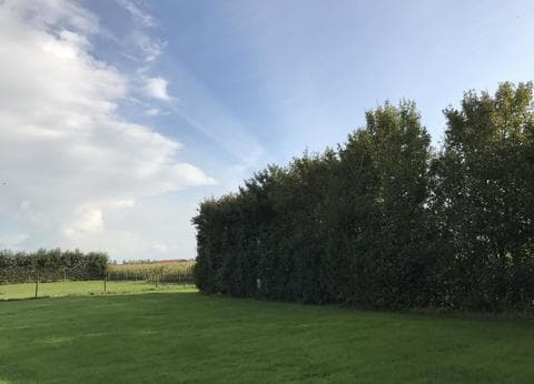 De Druiverank foto 3