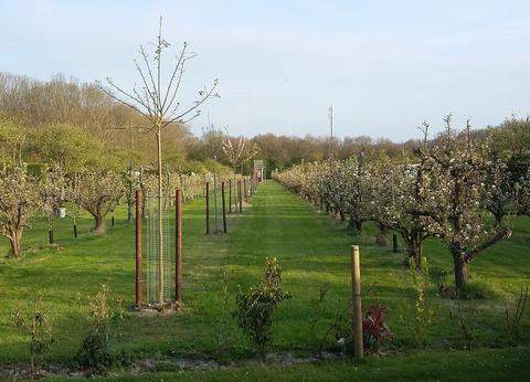 Boomgaardcamping Duinrand foto 4