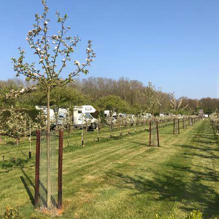 Boomgaardcamping Duinrand foto 5