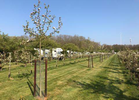 Boomgaardcamping Duinrand foto 2