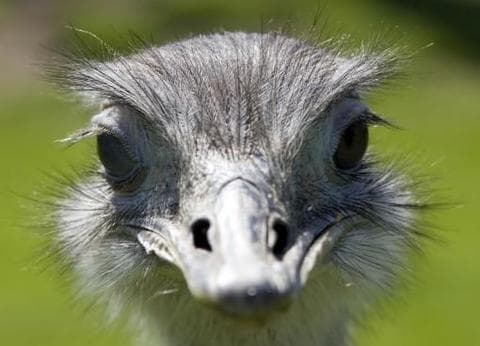 De Eendenkooi foto 7