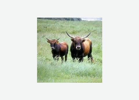 Elizabeth Hoeve foto 8