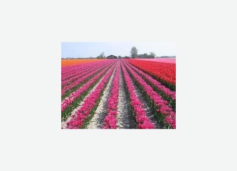 Elizabeth Hoeve foto 7