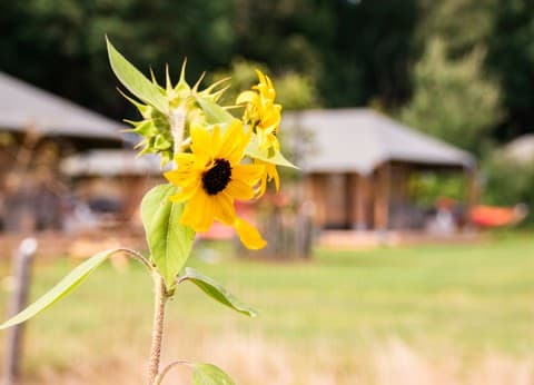 Glamping de Bosweide foto 4