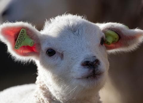 Boerderijcamping De Hal foto 8