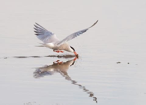Boerderijcamping De Hal foto 9