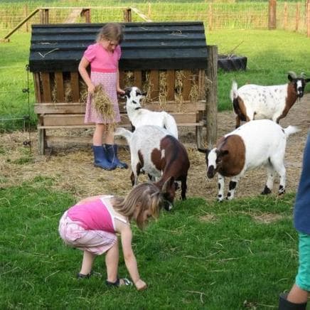 Familiecamping Hendriks wijkje foto 8