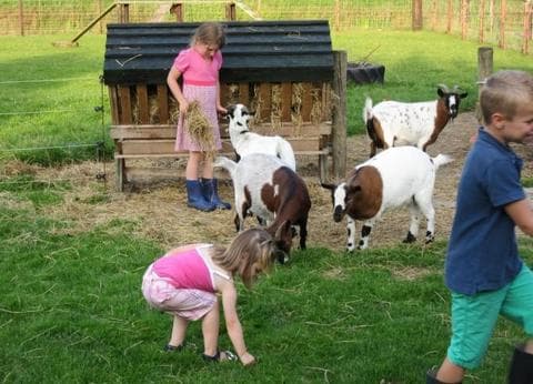 Familiecamping Hendriks wijkje foto 7