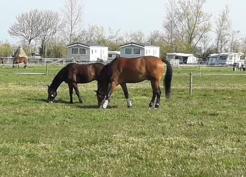 Minicamping Hoogelande foto 3