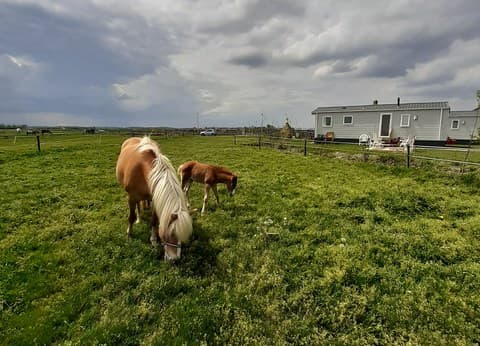 Minicamping Hoogelande foto 6