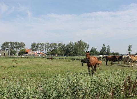 Minicamping Hoogelande foto 1