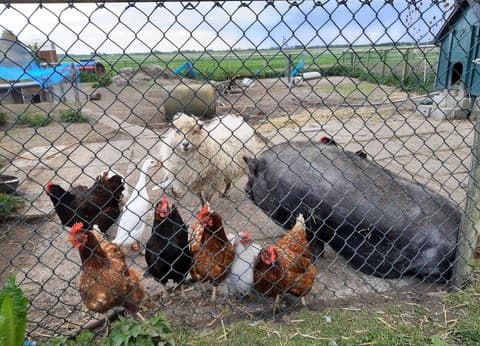 Minicamping Hoogelande foto 7