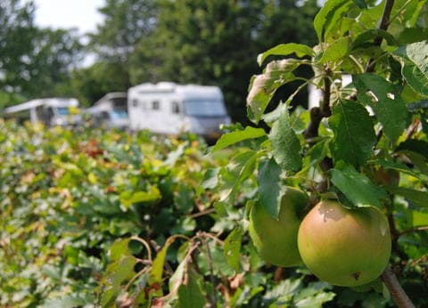 Camping De Hooiberg in Bladel. foto 7