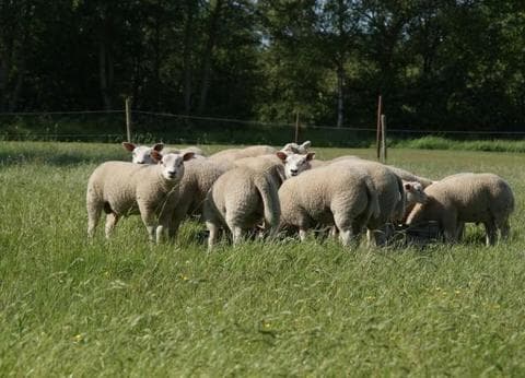 Minicamping De Hooiberg foto 6