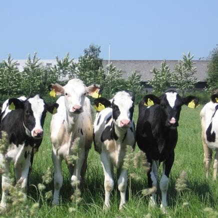 't Kalverweitje foto 2