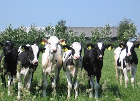 't Kalverweitje foto 1