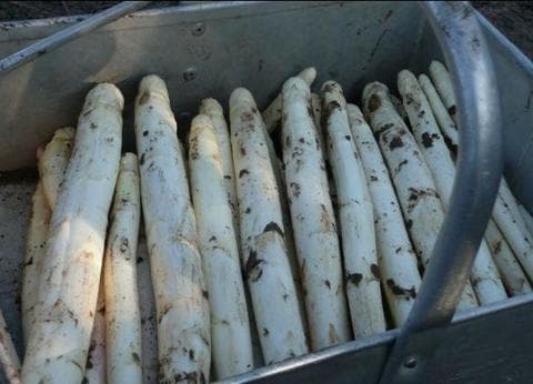 Keijser - Ongeren foto 4