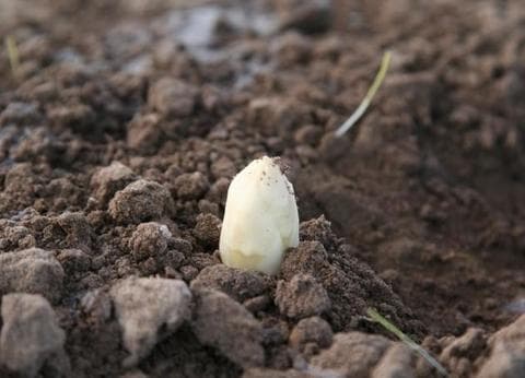 Keijser - Ongeren foto 7