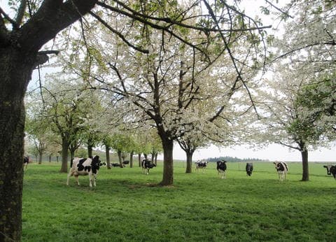 De Kersengaard foto 3