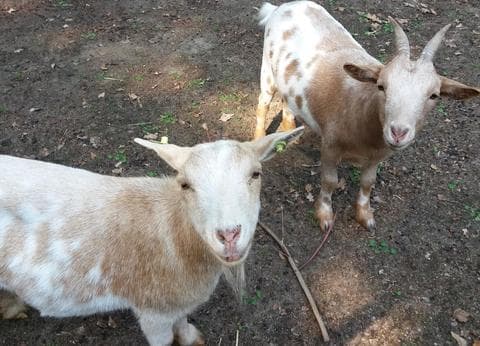 Mini-camping de Keuterij foto 6