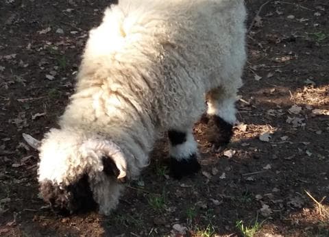 Mini-camping de Keuterij foto 7