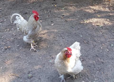 Mini-camping de Keuterij foto 8