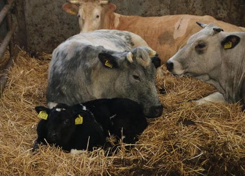 Minicamping De Kijfakker foto 5