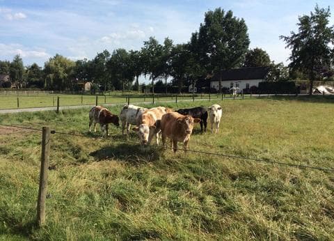 Minicamping De Kijfakker foto 8