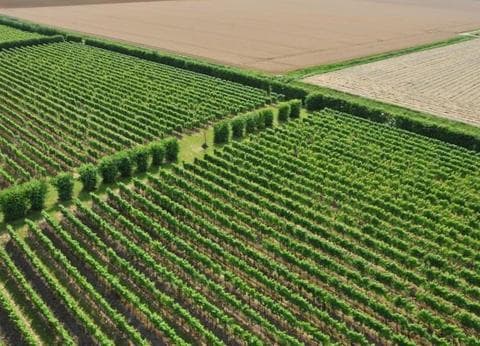 De Kleine Schorre foto 6