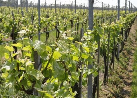 De Kleine Schorre foto 8