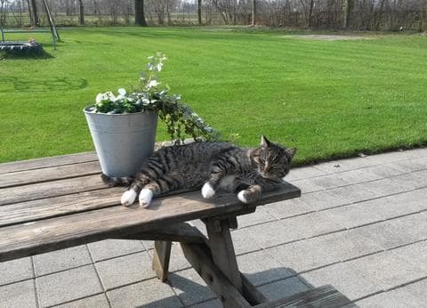 De Kleine Stroet foto 5