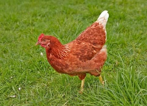 Recreatie- en Zorgbedrijf De Kleine Weide foto 3