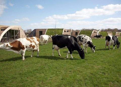 Koe in de Kost foto 1