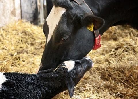 Krabbeneiland foto 4