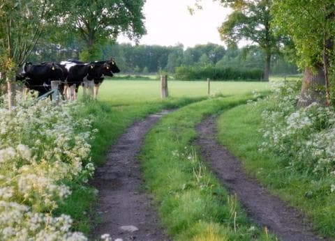 De Maaneschijn foto 3