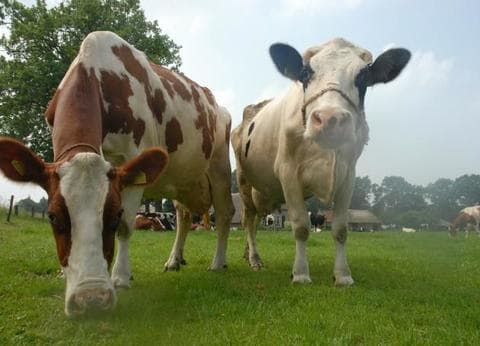 De Maaneschijn foto 8