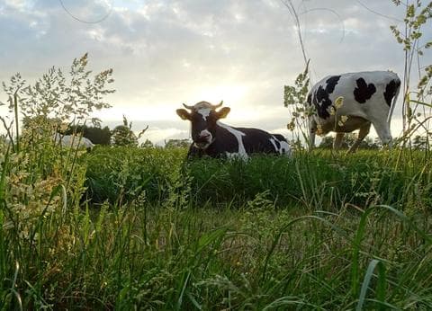 Boerderijcamping De Mebel foto 5