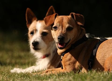 Boerderijcamping De Mebel foto 6