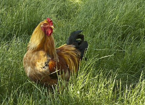 Boerderijcamping De Meet foto 4