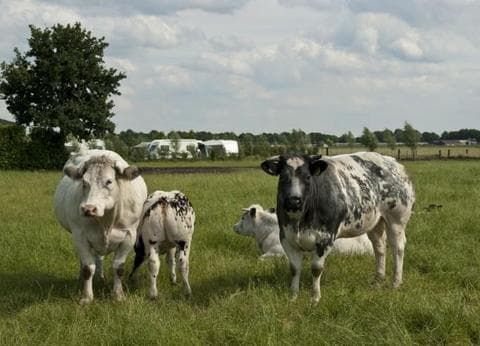 Boerderijcamping De Meet foto 7